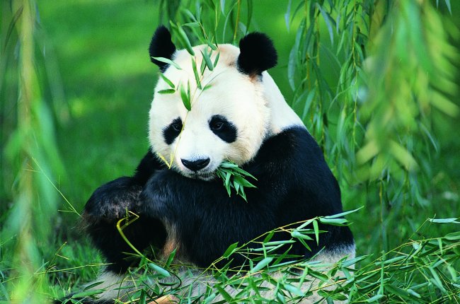 大熊猫(熊科的一种哺乳动物)